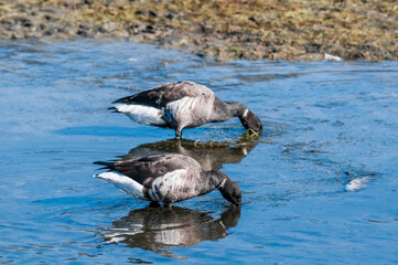 Molting Brent Geese (Branta bernicla) in Malibu Lagoon, California, USA