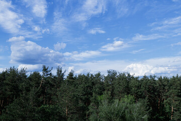Dramatic stormy cumulus clouds above the top of the forest trees.