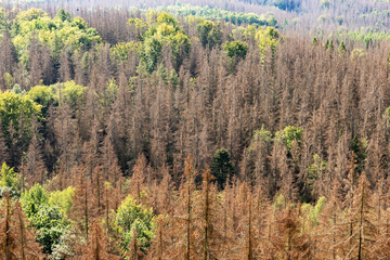 Dead dry forest in Germany. Bark beetle calamity. Environmental disaster