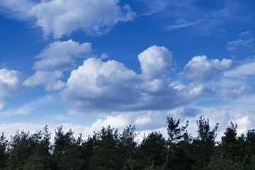 Dramatic stormy cumulus clouds above the top of the forest trees.