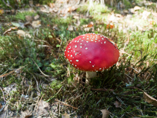 red amanita in natural habitat