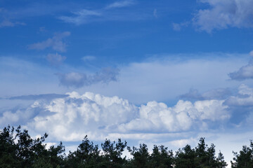 Dramatic stormy cumulus clouds above the top of the forest trees.