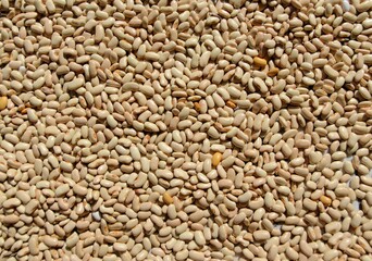 Photography of a many white dry beans. Bosnia, September 24