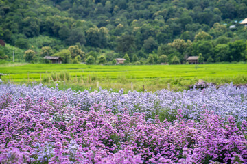 Fototapeta premium Beautiful blossom Margaret flower garden against rice terrace field.