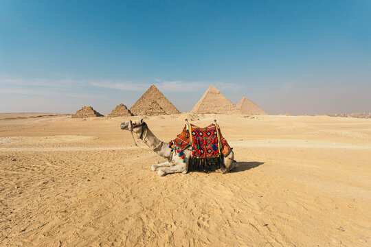 Camel Driver With Camel in Front of the Pyramids at Giza, Egypt