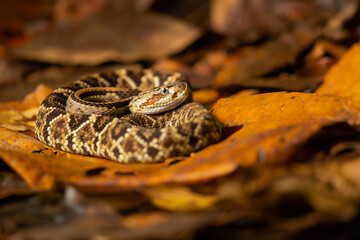Crotalus durissus is a highly venomous pit viper species found in South America.Common names: South...