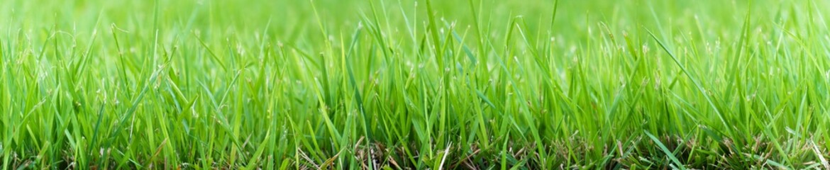 Fototapeta na wymiar panoramic view of the green grass 
