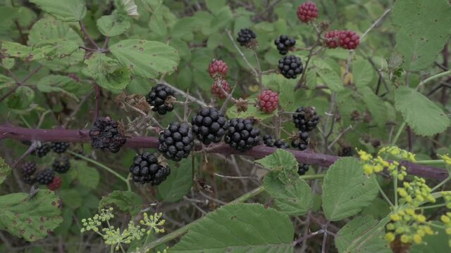 Nature insect plant forest woods field land flower fruit scarab beetle spider blackberries bramble