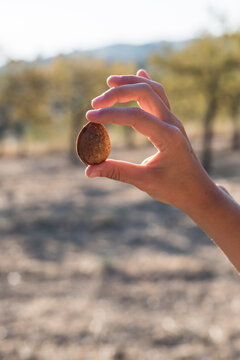 Hand holding organic almond