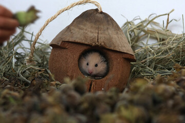 a baby syrian hamster looks out of the house