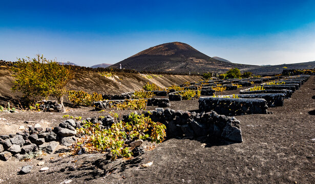 Vi&ntilde;edos de Lanzarote