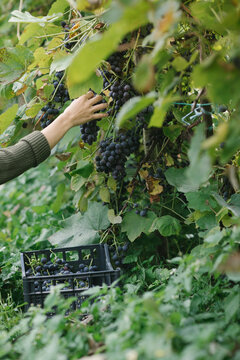 Young Woman Taking A Grape