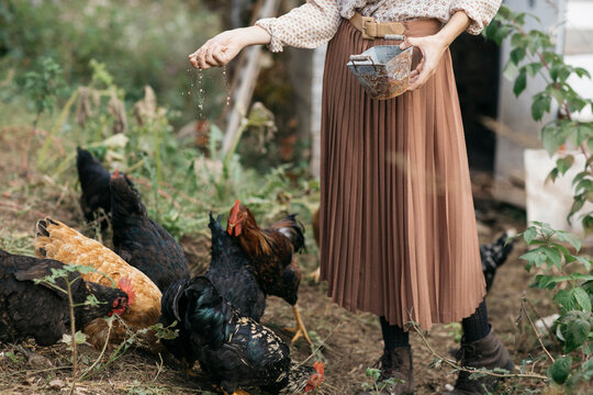 Woman Feeding Chickens In Barn