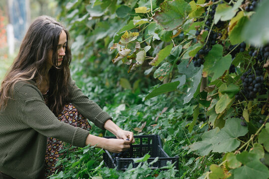 Young Woman Taking A Grape