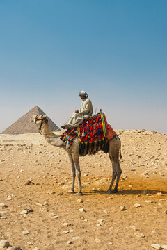 Camel Driver With Camel in Front of the Pyramids at Giza, Egypt