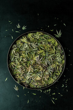 Trimming a Cannabis Plant - Leafs