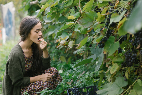 Young Woman Taking A Grape