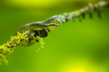Obraz premium Bothriechis nigroviridis is a venomous pit viper species found in the mountains of Costa Rica and Panama. No subspecies are currently recognized