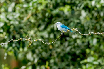 Blue-grey Tanager (Thraupis episcopus) in tropical forest of Papaturro River area, Nicaragua