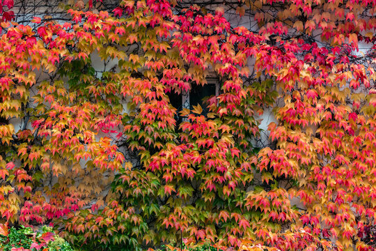 Autumn leaves