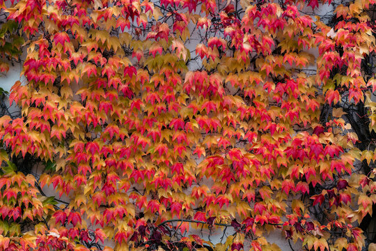 Autumn leaves