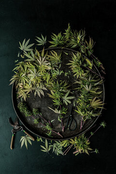 Trimming a Cannabis Plant