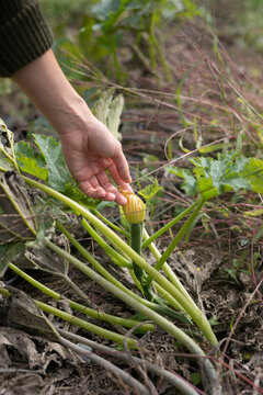 Gardener With Basket Walking Through Field