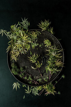 Trimming a Cannabis Plant