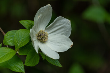Dogwood flower