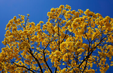 Golden trumpet tree or Yellow ipe tree (Handroanthus chrysotrichus), Rio de Janeiro, Brazil