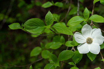 white dogwood flower in the forest