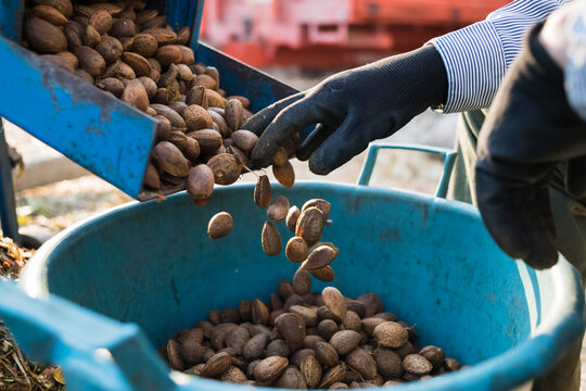 Organic almonds harvesting process