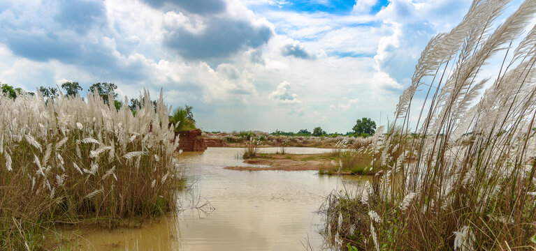 Kans grass/ Kash phool with Pond in Rural India. Selective Focus used.