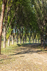 Fototapeta premium Road between long trees in botanical park. Fallen leaves on the road in autumn season.