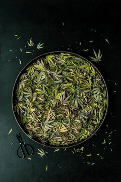 Trimming a Cannabis Plant - Leafs