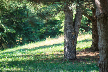 Pretty squirrel on pine tree in national forest park. Wildlife in green grass and tree landscape nature.