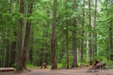 forest in spring