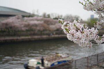 오사카 성 근처의 벚꽃들