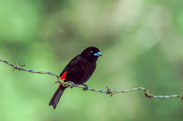 Passerinis Tanager (Ramphocelus passerinii) male in tropical forest of Papaturro River area, Nicaragua