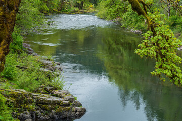 river in the forest
