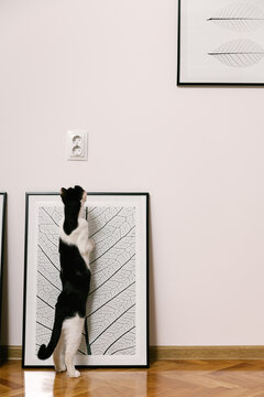 Photographs ready to be hanged on a freshly drilled wall