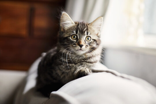 Tabby kitten