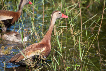Black Bellied Whistling Ducks in Nature