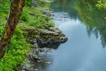 stream in the forest