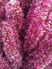 pink christmas background