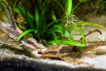 Sturisoma panamense, peaceful and helpful rare freshwater algae eater species, 2 adults rest on sand bottom of nature planted aquadesign tank, sagittaria plants in background