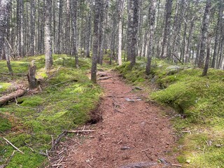 The AT trail going through the Maine wilderness