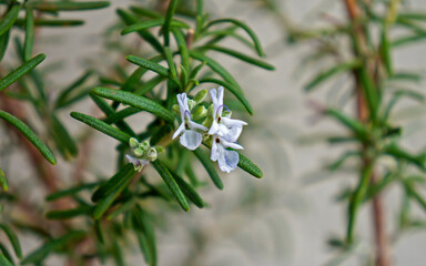 Rosemary flowers in bloom close-up