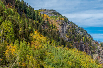 Autumn landscape of aspen trees on a mountain in Colorado