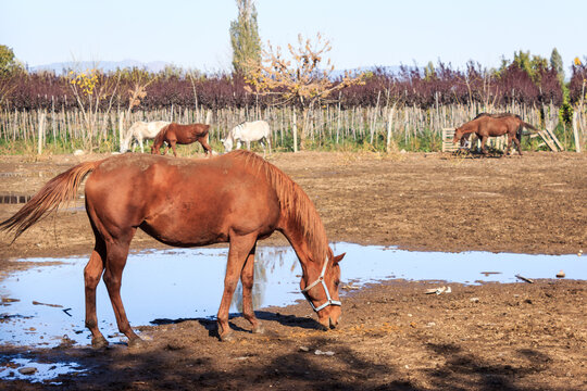 Brown horse on soil ground in barn with trees and puddle in summer day. Animal life in farm.